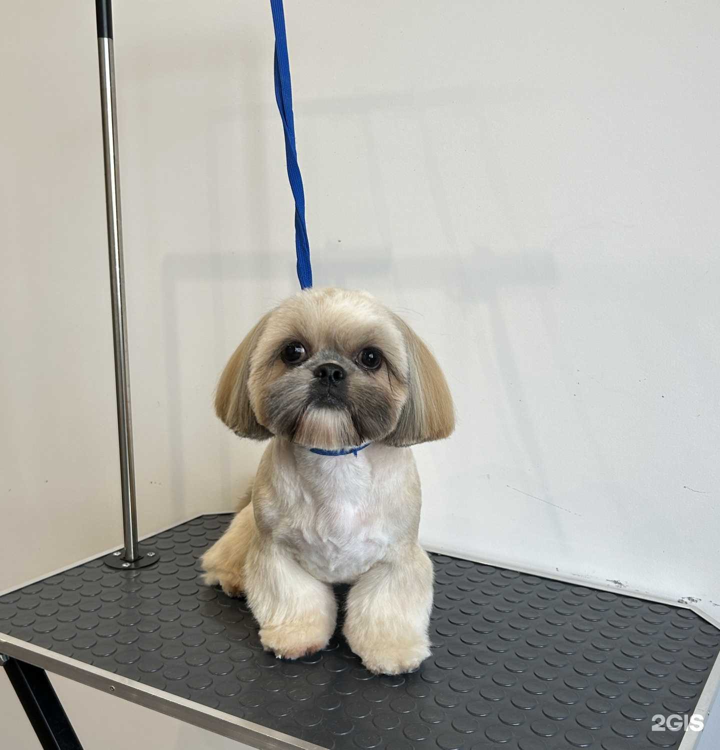 Отзывы на компанию Lakosta Groom в Тюмени c фото