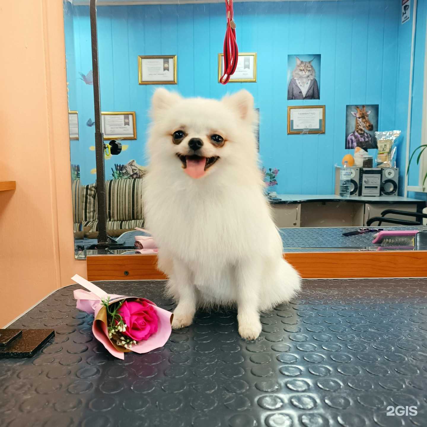 Отзывы на компанию Маргоша в г. Саратов c фото