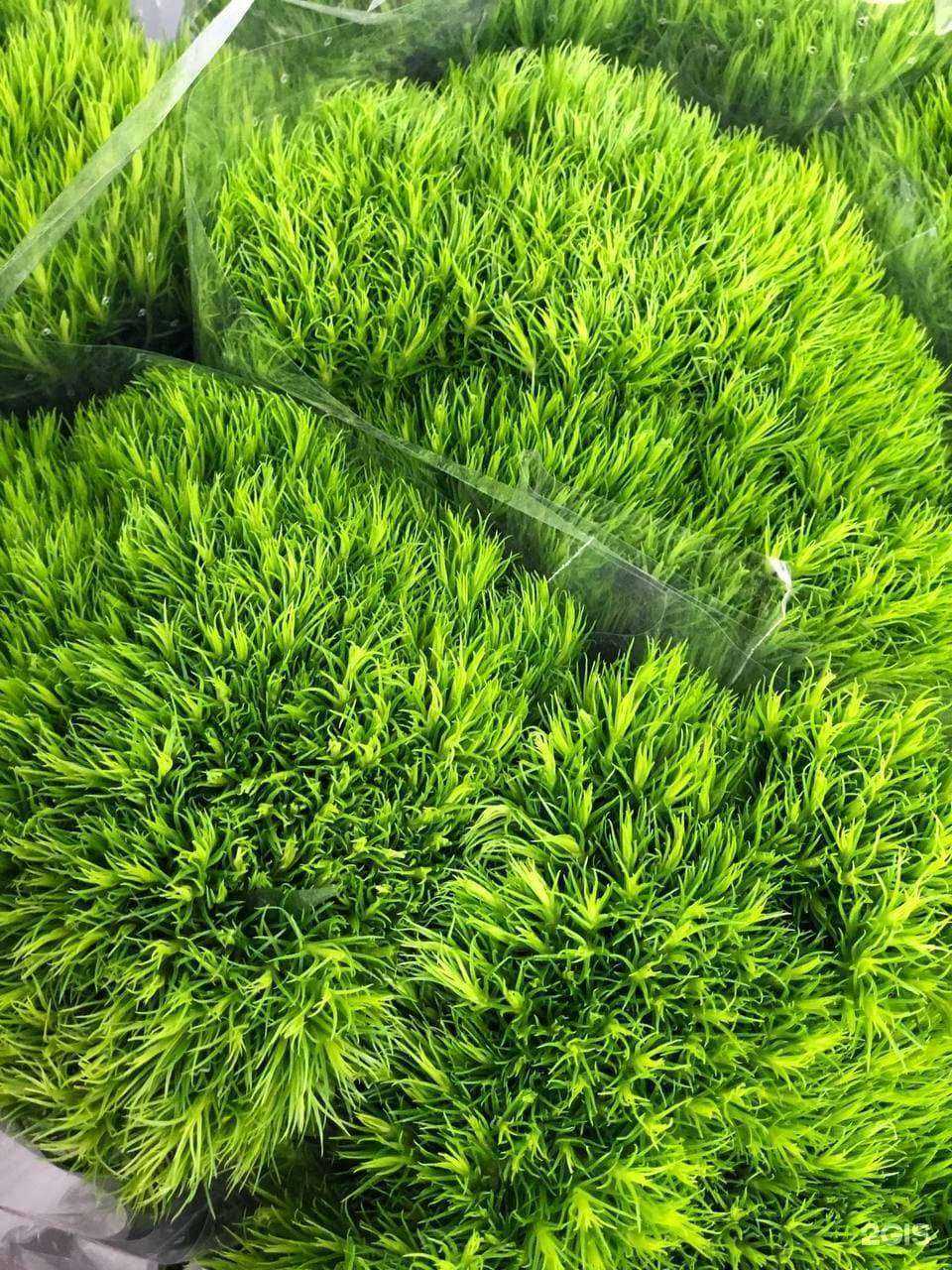 Отзывы на компанию Центр цветов в г. Саратов c фото