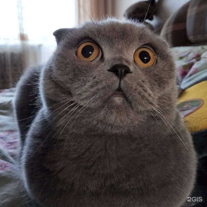 Отзывы на компанию Абсолют-Вет в Омске c фото