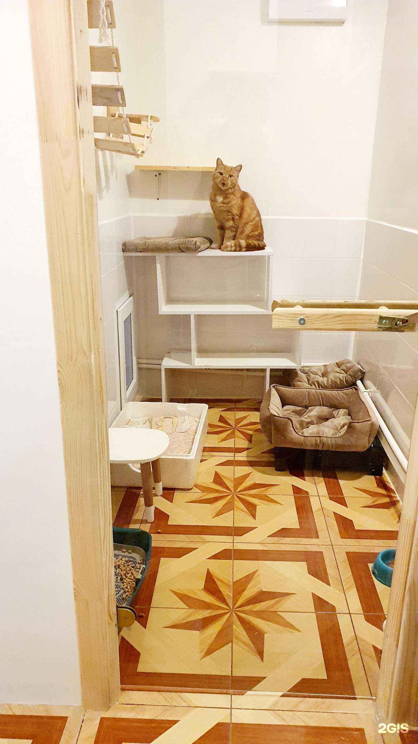 Отзывы на компанию Котобанда в Новосибирске c фото