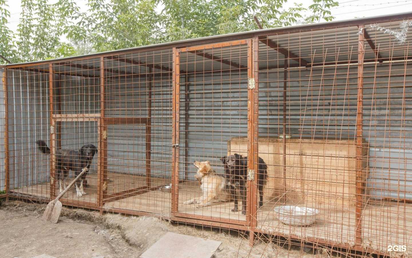 Отзывы на компанию Дружок в Красноярске c фото