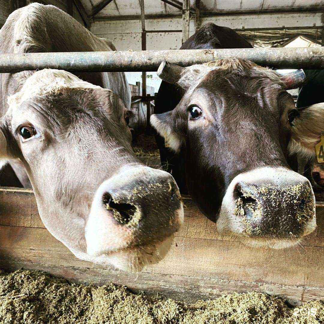 Отзывы на компанию Animal lab в Калуге c фото