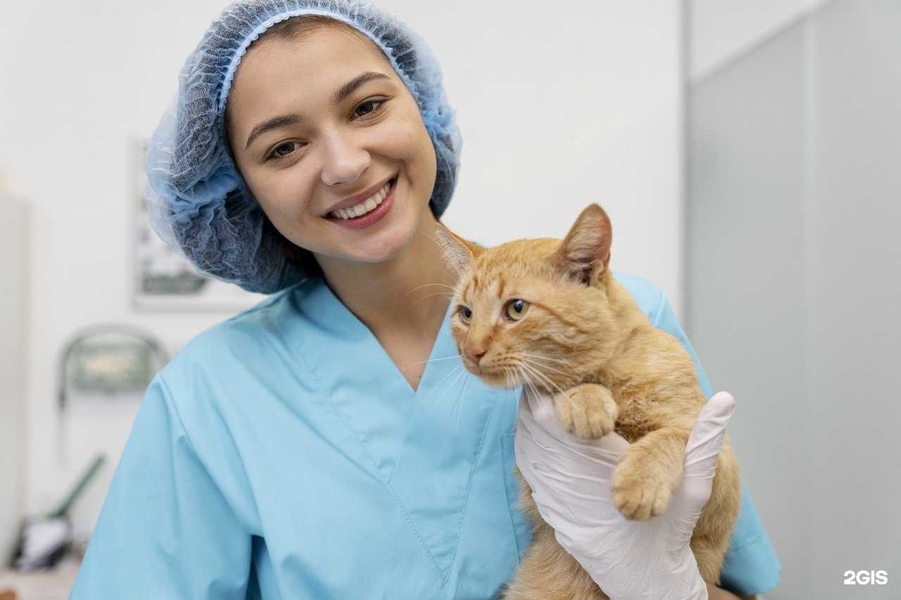 Отзывы на компанию Багира в г. Краснодар c фото