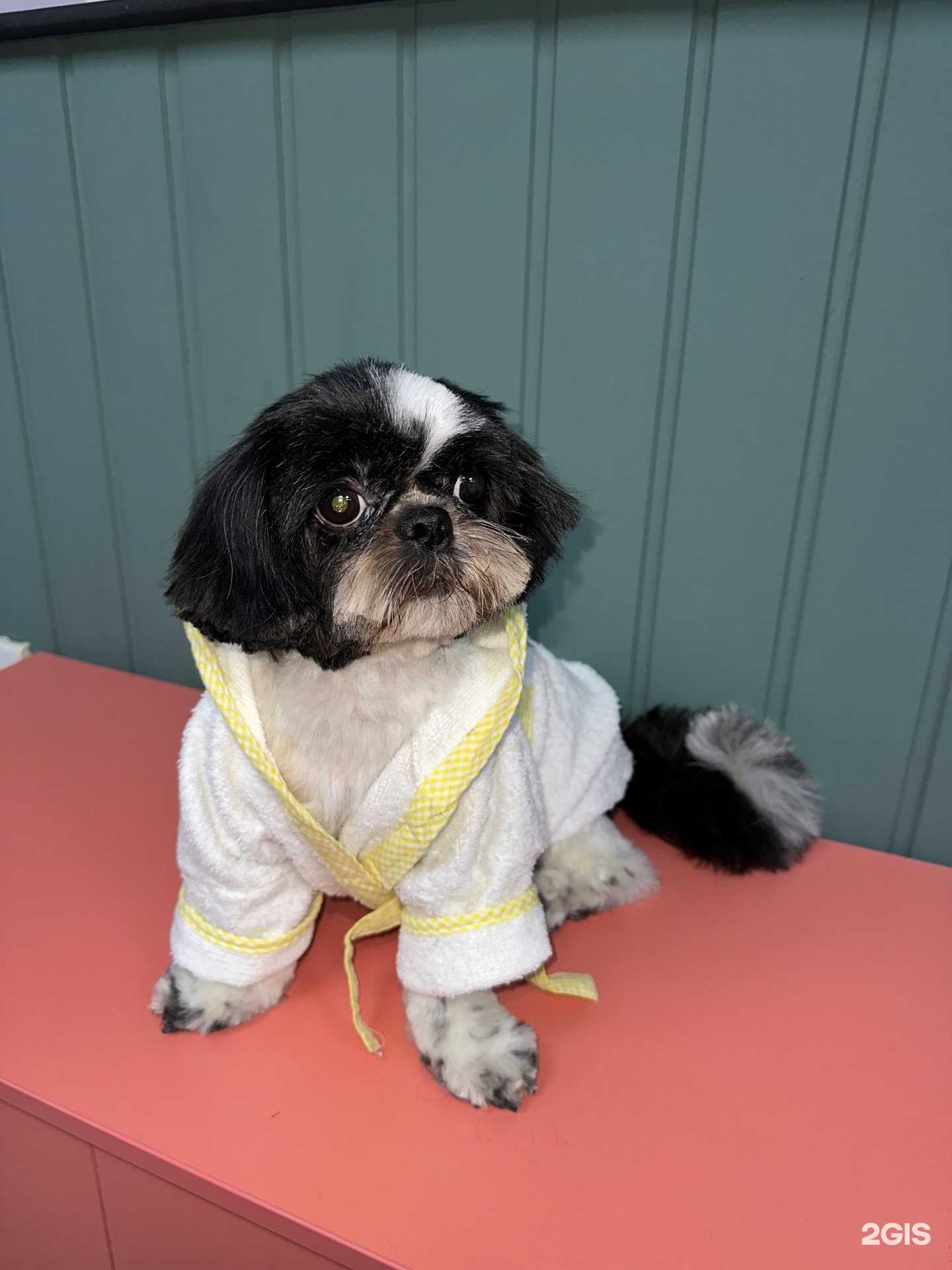 Отзывы на компанию MASTER PET в г. Челябинск c фото