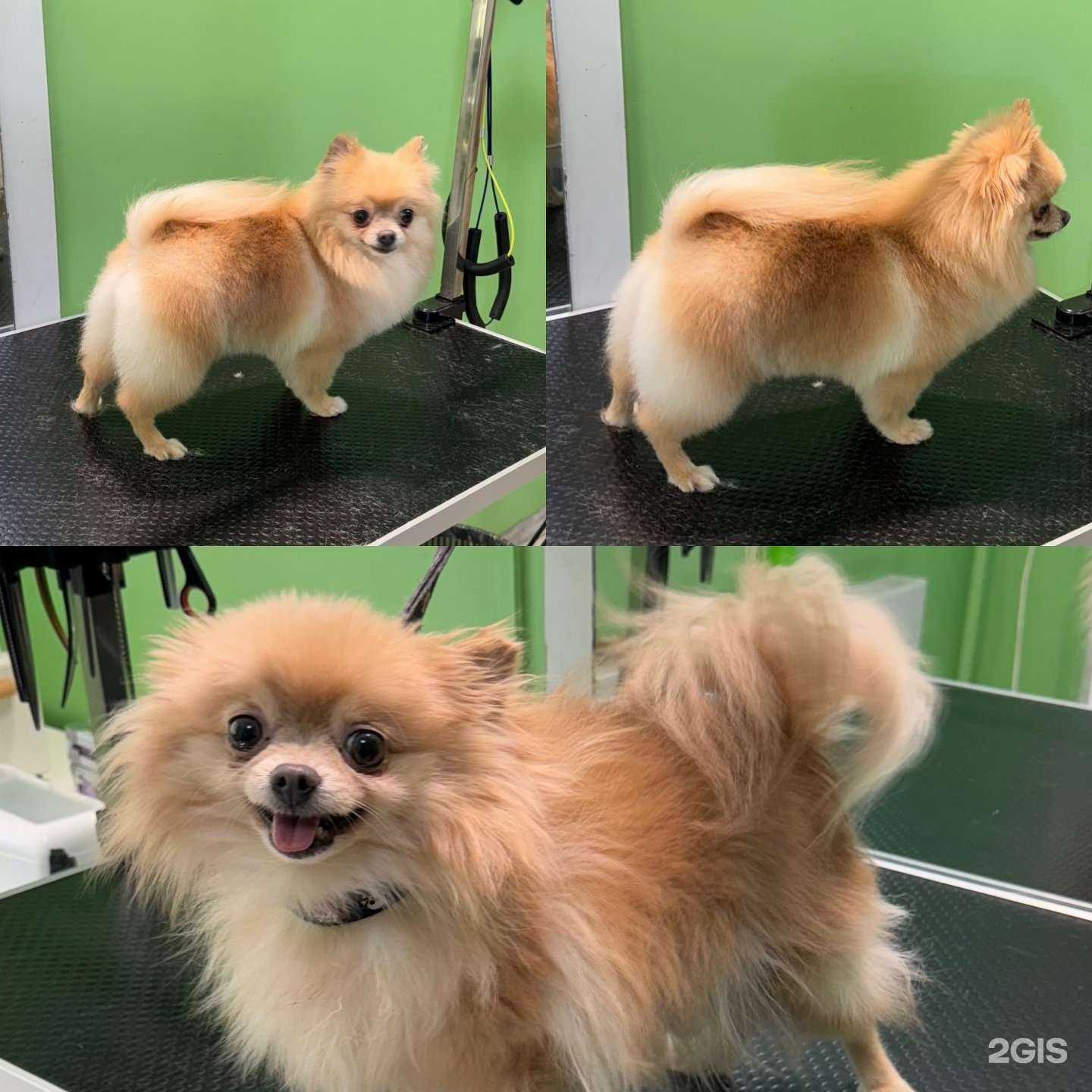 Отзывы на компанию Кабинет груминга в Химках c фото