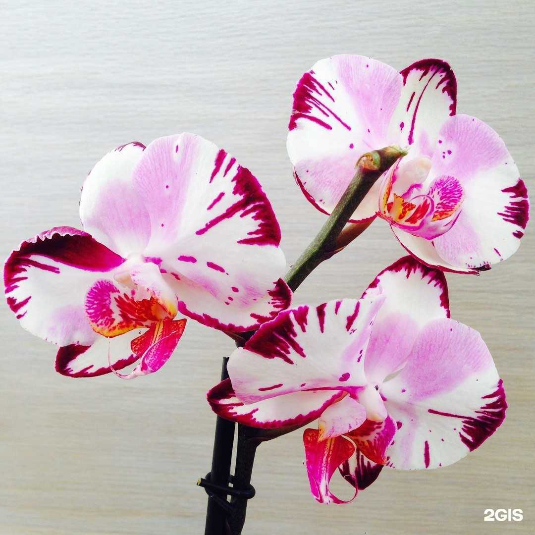 Отзывы на компанию Азбука цветов в Челябинске c фото