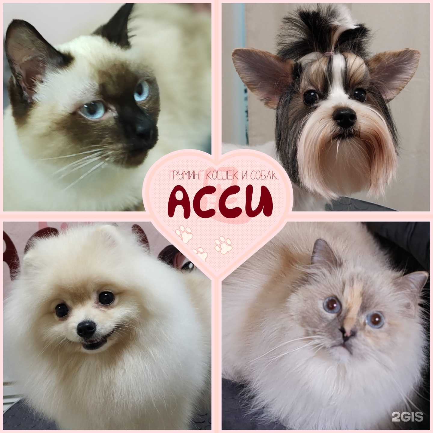 Отзывы на компанию Асси в г. Киров c фото