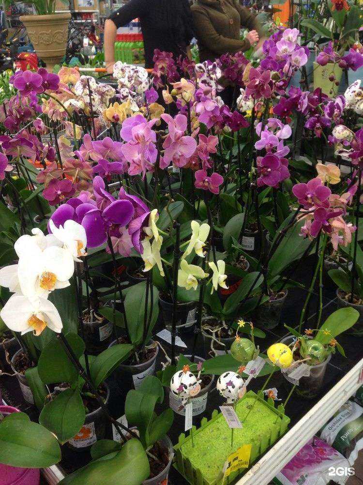 Отзывы на компанию Obi в г. Санкт-Петербург c фото