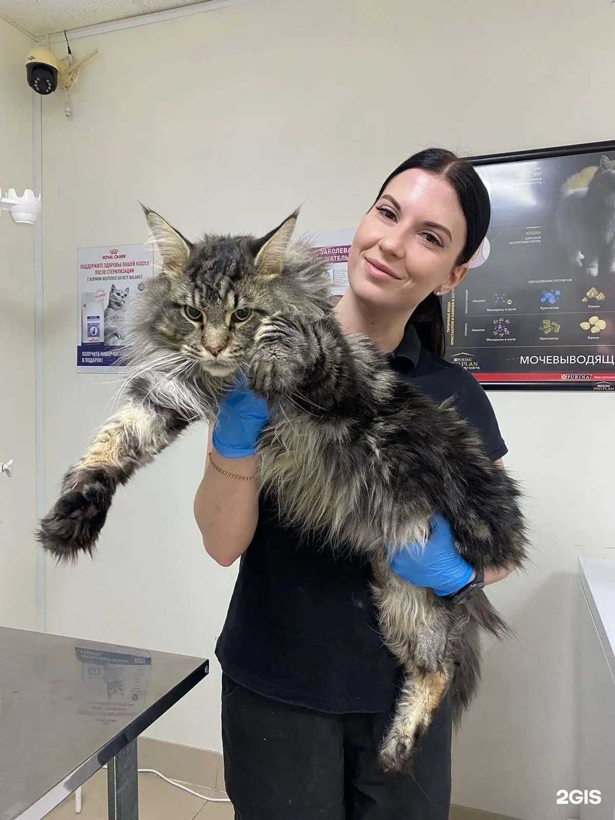 Отзывы на компанию Сенбернар в г. Челябинск c фото