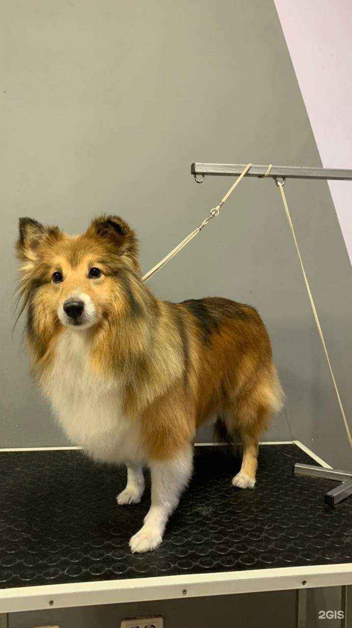 Отзывы на компанию Pet`s Style в г. Челябинск c фото