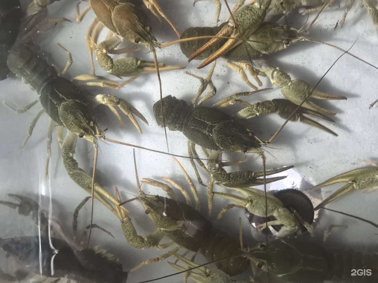 Отзывы на компанию Живые раки в Невинномысске c фото