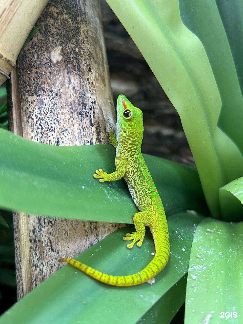 Отзывы на компанию ZooDragon в г. Краснодар c фото