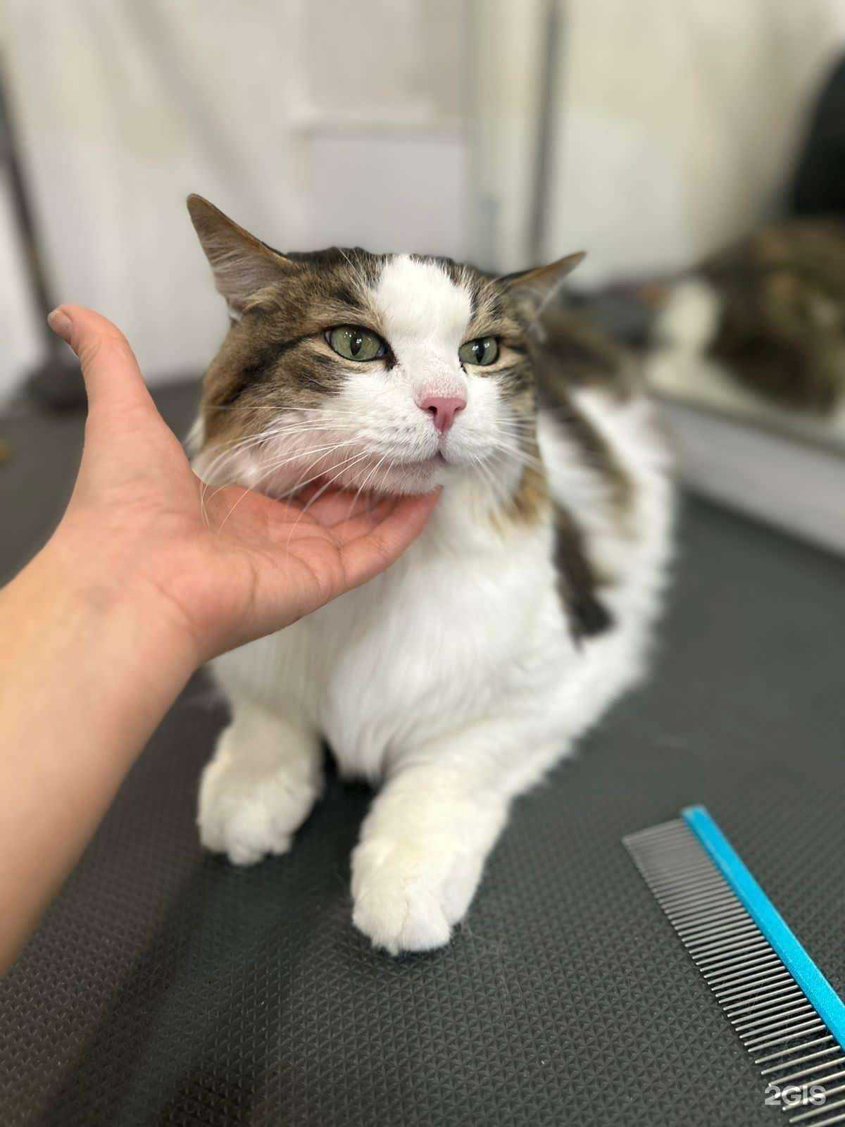 Отзывы на компанию Стильный хвост  в Екатеринбурге c фото