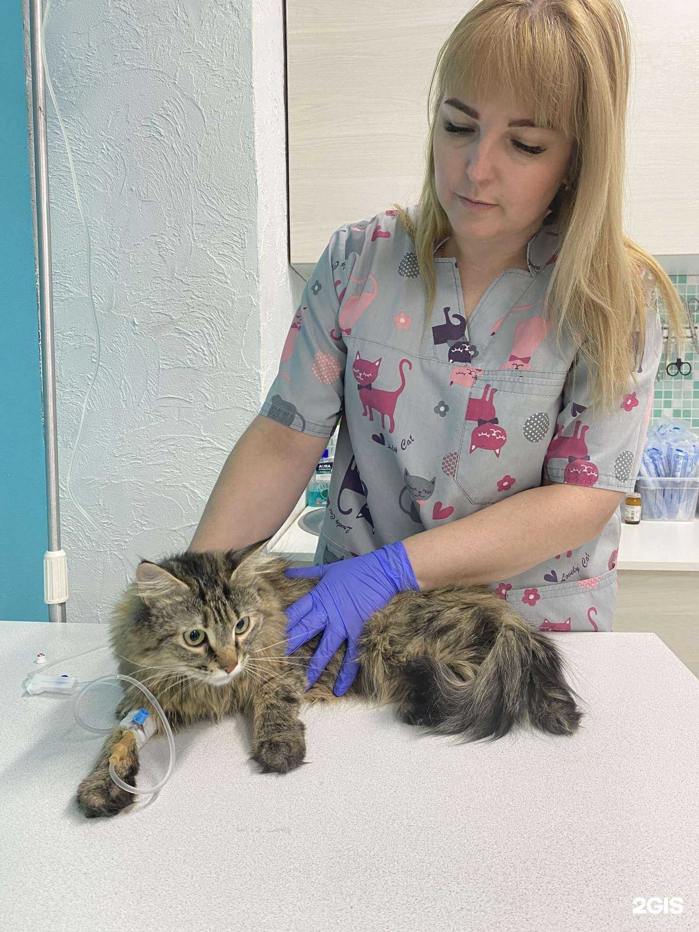 Отзывы на компанию Рыжий кот в г. Новосибирск c фото