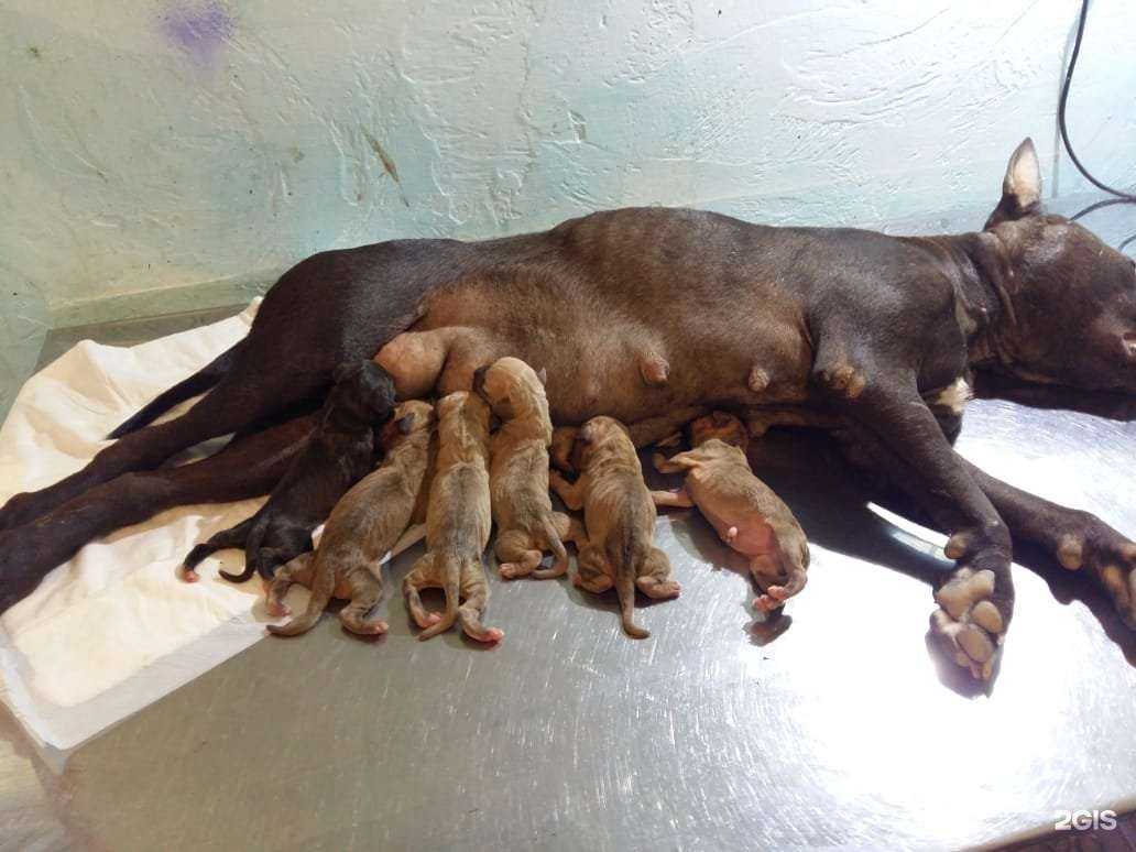 Отзывы на компанию Ветеринарный кабинет в Махачкале c фото