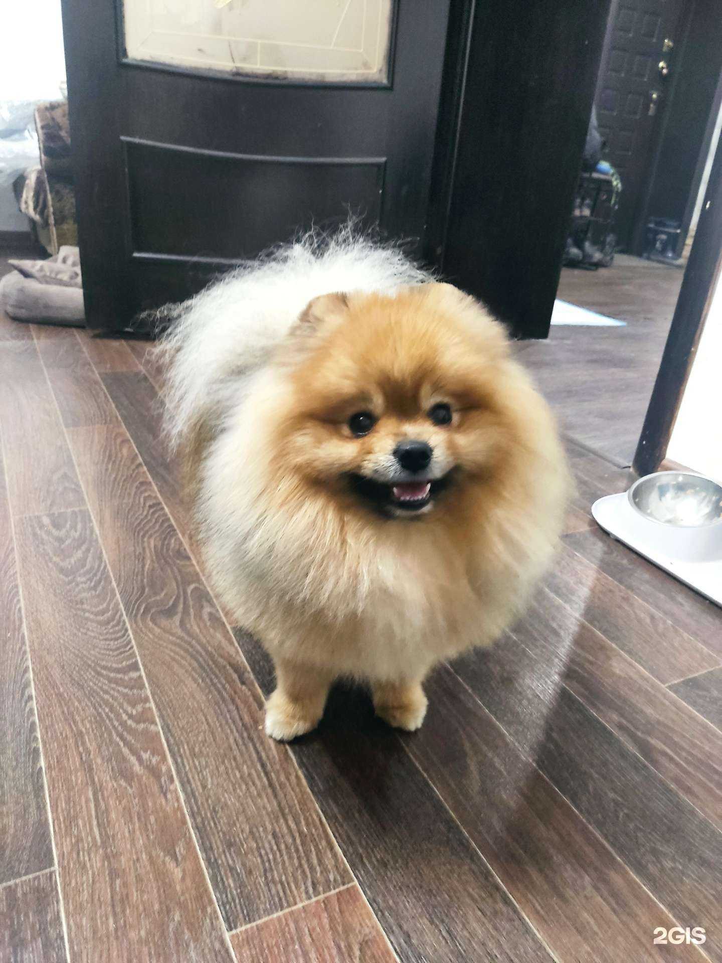 Отзывы на компанию Груминг-салон в г. Копейск c фото