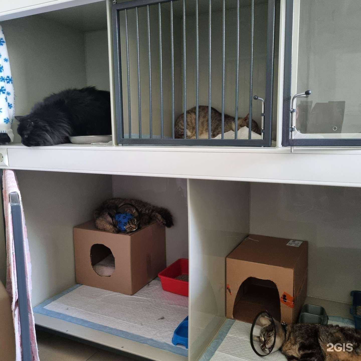 Отзывы на компанию Четыре лапы в г. Славянск-на-Кубани c фото