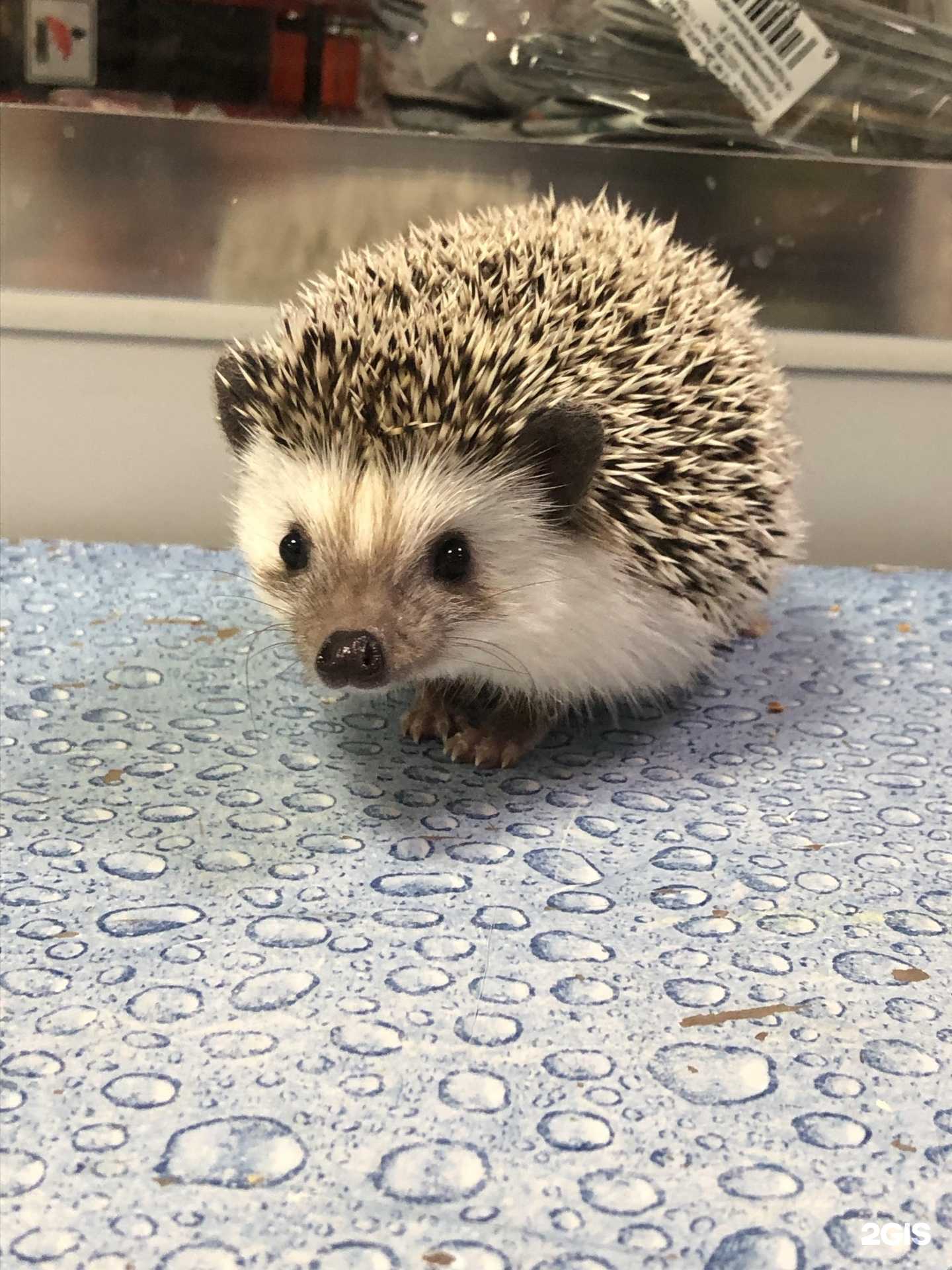 Отзывы на компанию Любимчик в Якутске c фото