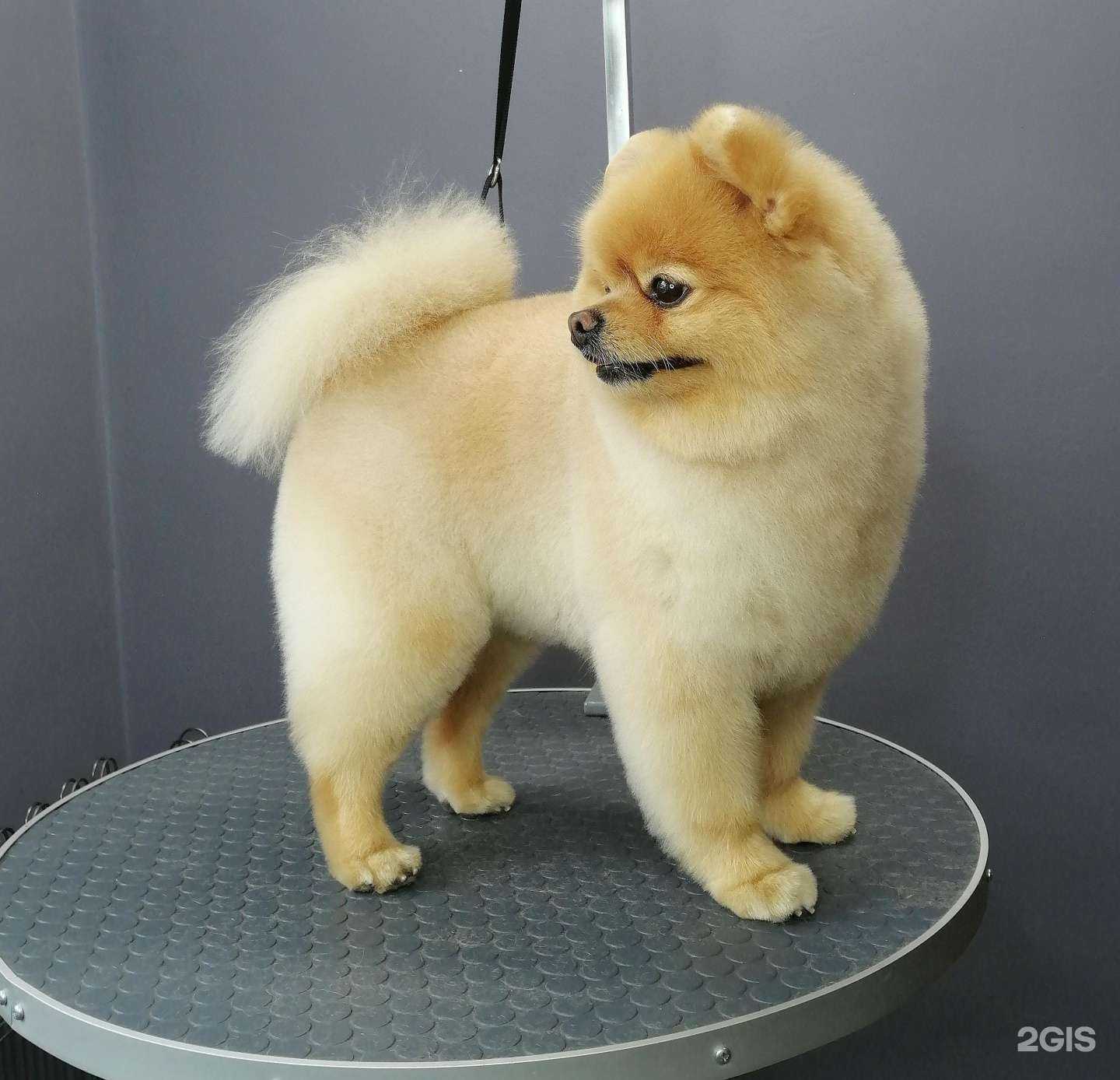 Отзывы на компанию Профи Dog в г. Омск c фото