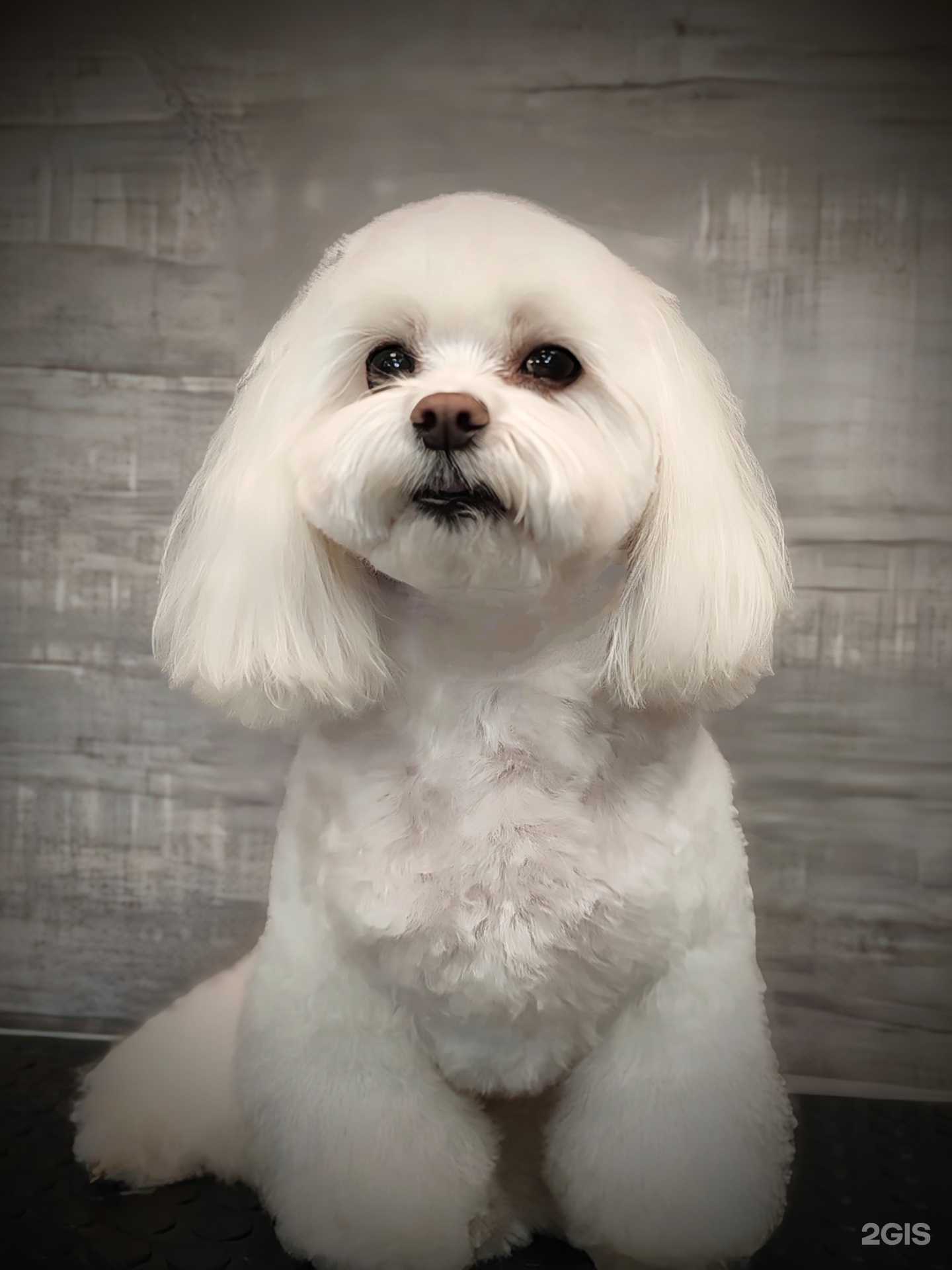 Отзывы на компанию Светский лев в г. Барнаул c фото