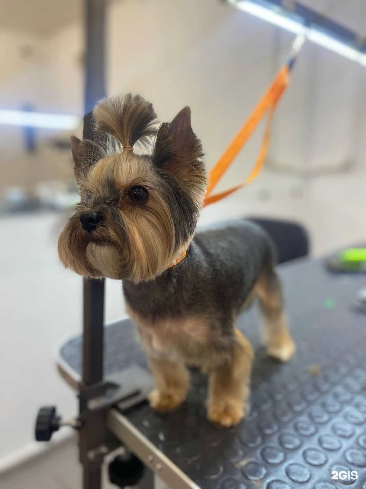 Отзывы на компанию ЭлизабэтГруминг в Нижнем Тагиле c фото