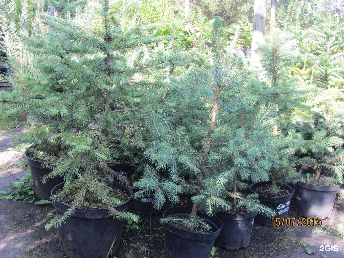 Отзывы на компанию Мечта садовода в г. Омск c фото