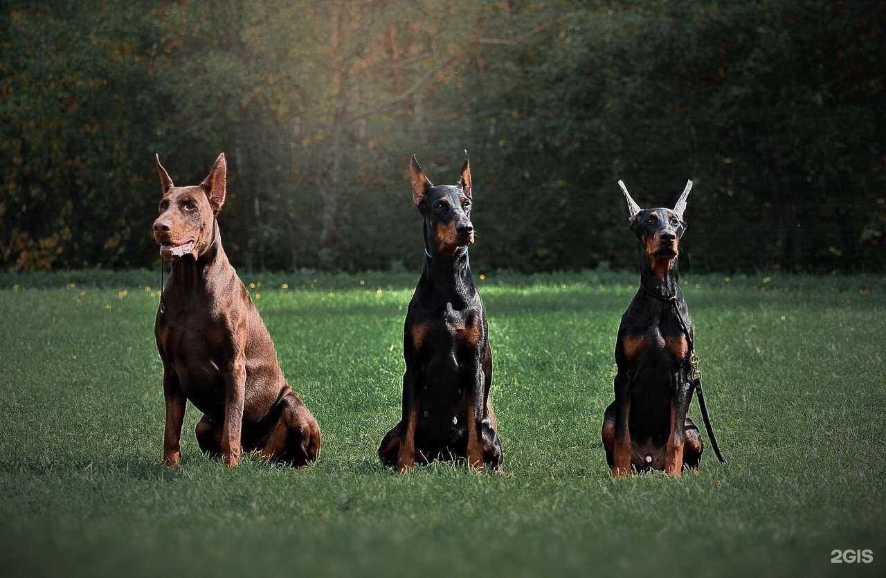 Отзывы на компанию Дог тренинг в г. Нижний Тагил c фото