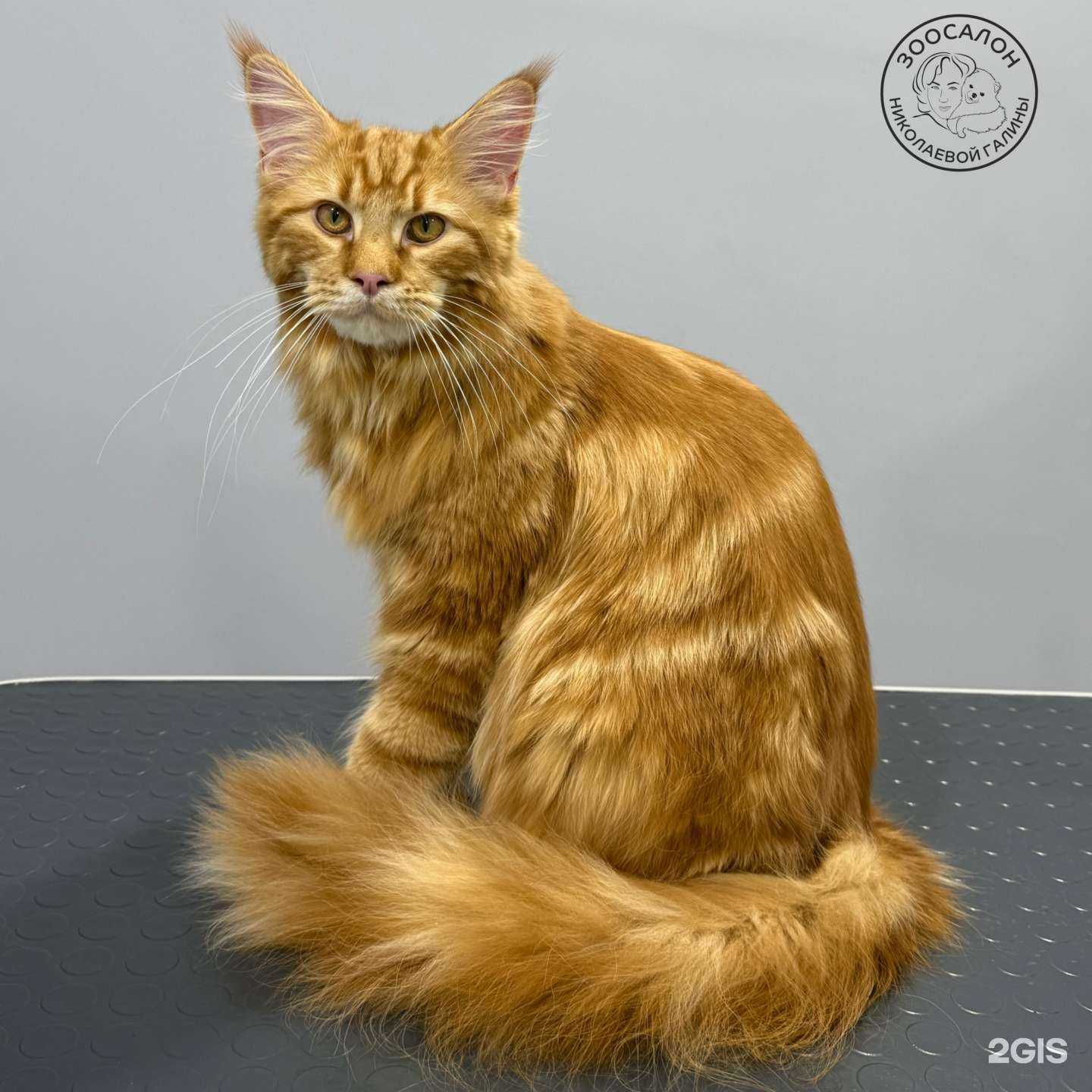 Отзывы на компанию Зоосалон Николаевой Галины в Оренбурге c фото