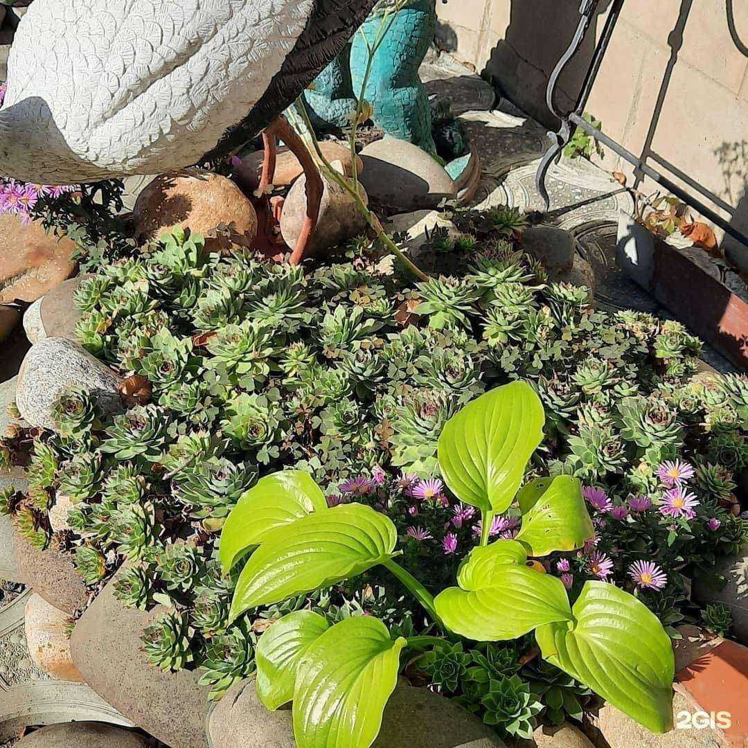 Отзывы на компанию Феникс в г. Анапа c фото