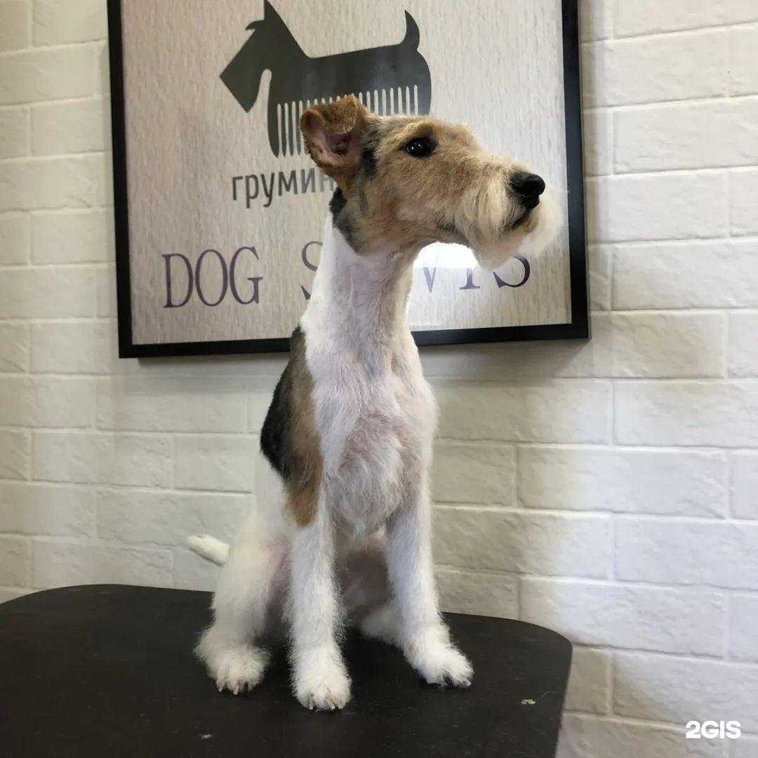 Отзывы на компанию Dogservis в Калининграде c фото