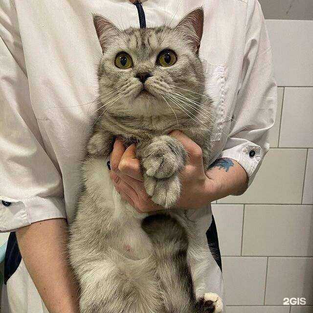 Отзывы на компанию Айболит в г. Калуга c фото