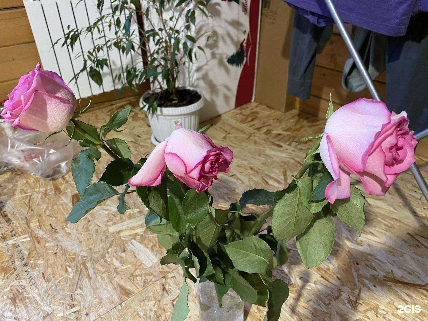 Отзывы на компанию Mon март в Красноярске c фото