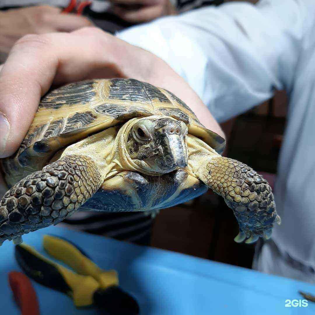 Отзывы на компанию Неотложка для собаки и кошки в г. Чебоксары c фото
