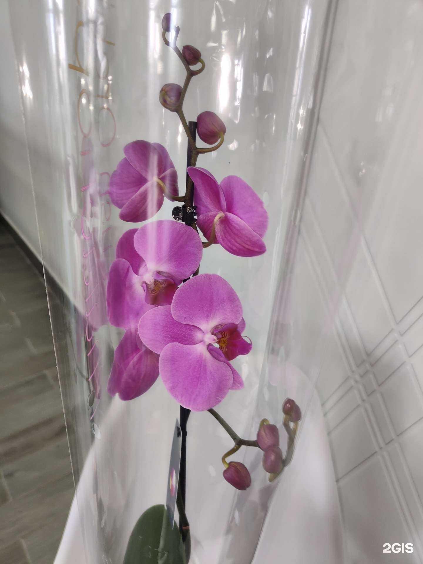 Отзывы на компанию Мир цветов  в Краснодаре c фото