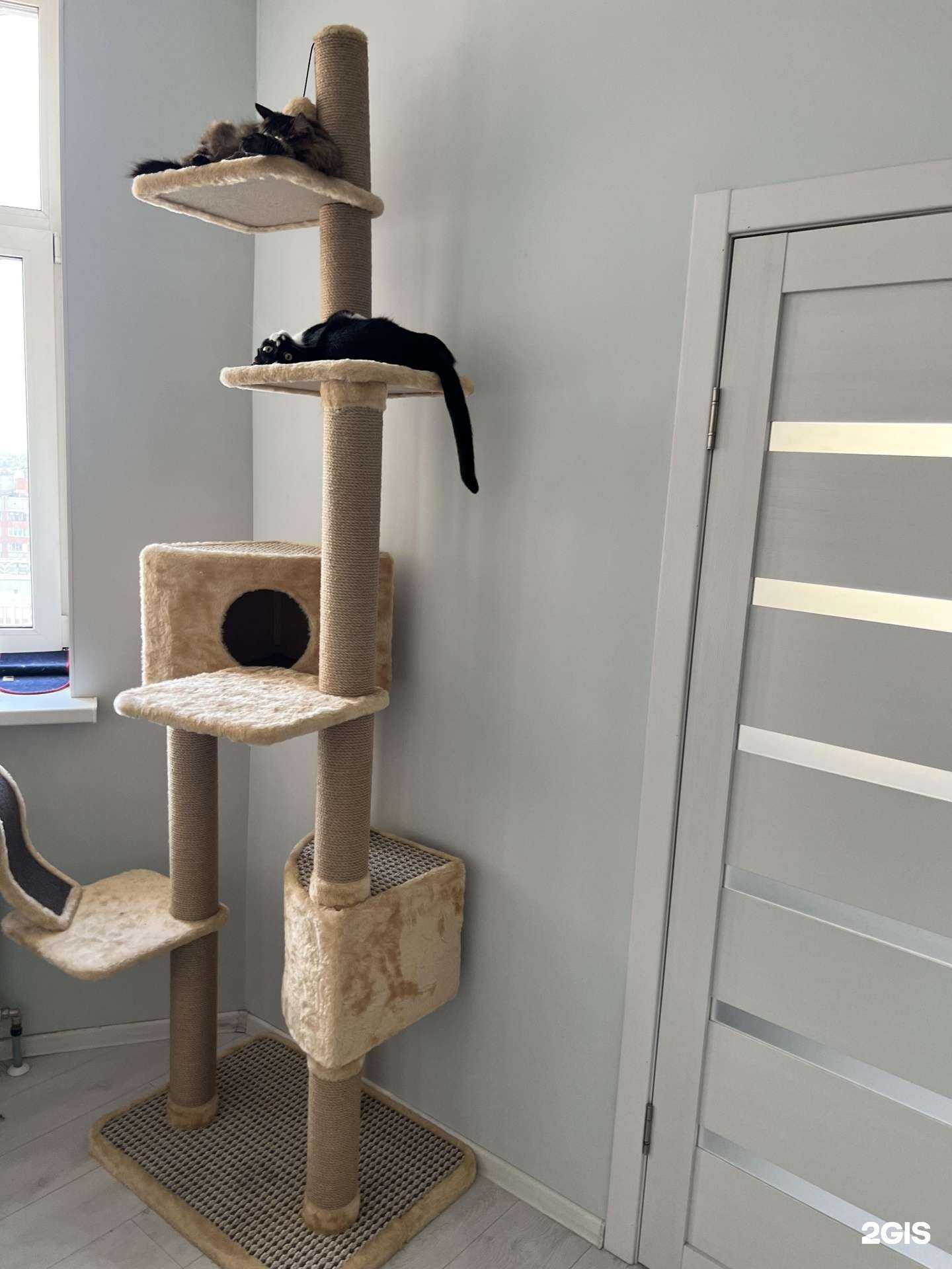 Отзывы на компанию Мяухаус в Омске c фото