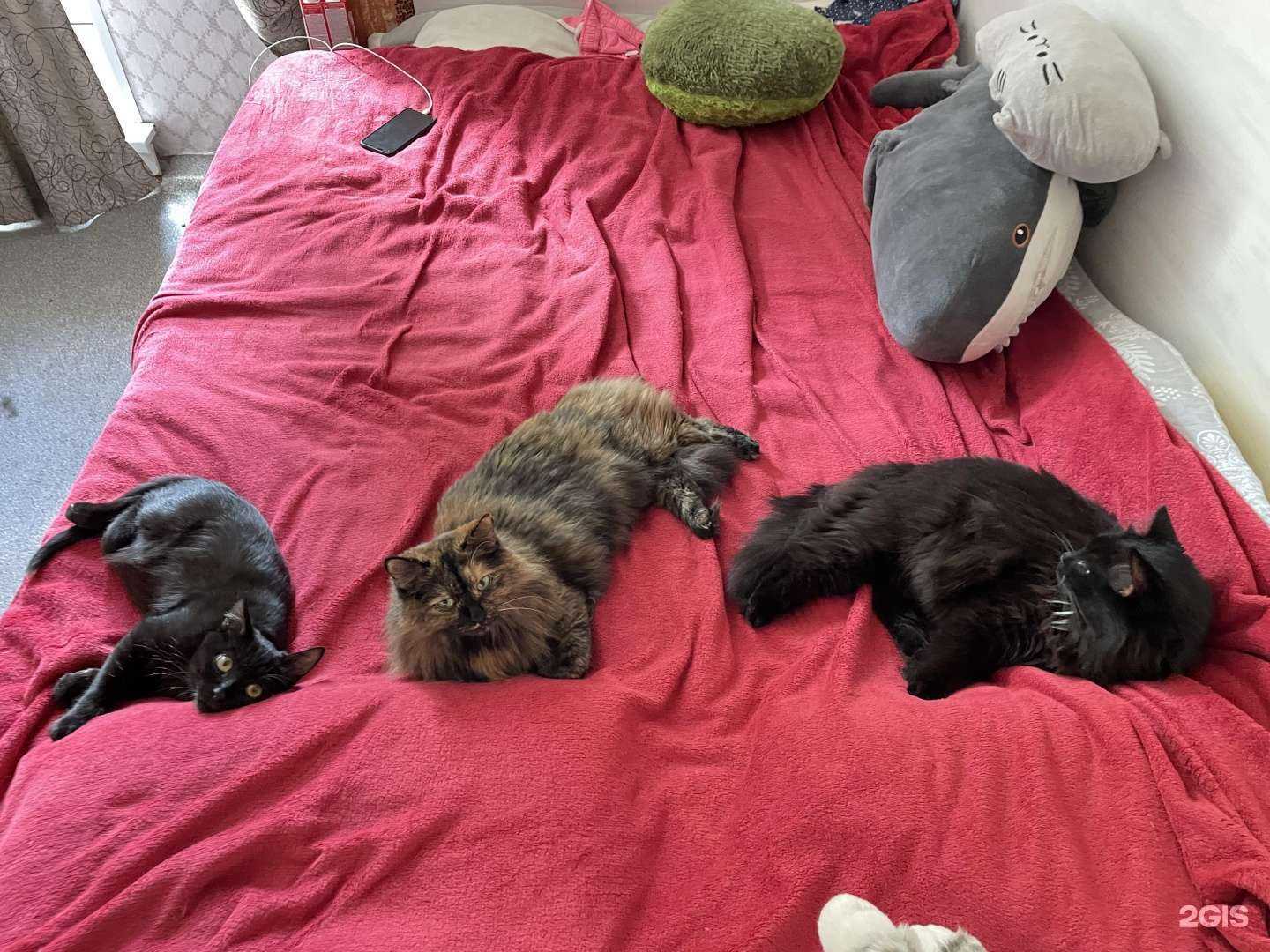 Отзывы на компанию Государственное ветеринарное управление городского округа в Нижнем Новгороде c фото - фотография 2 из 2