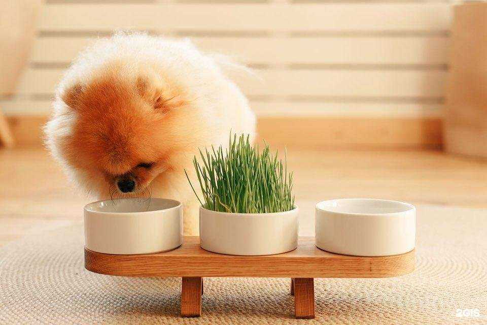 Отзывы на компанию My Pet в Пензе c фото