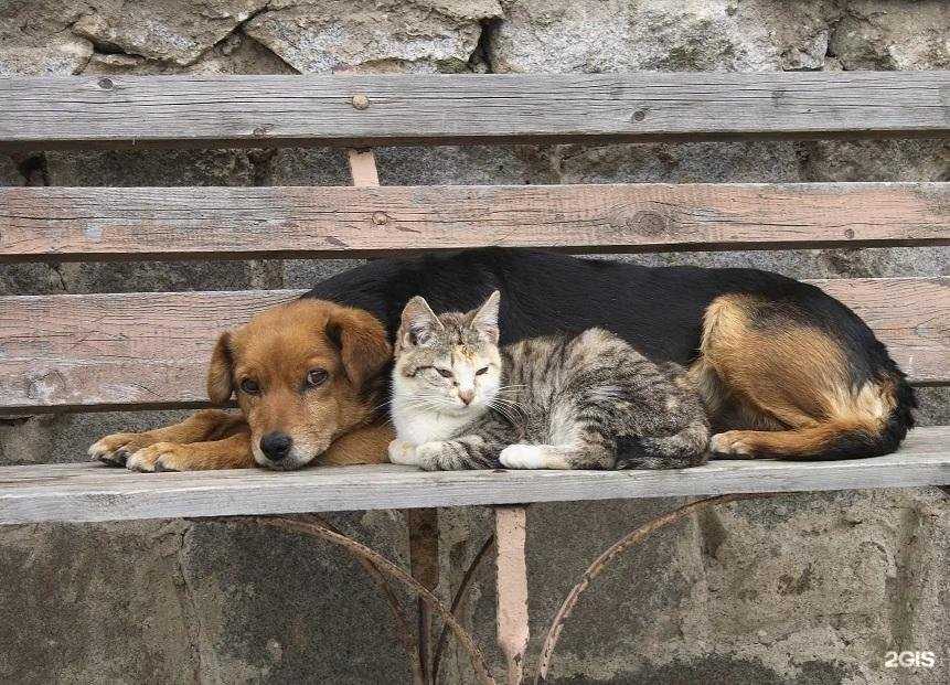 Отзывы на компанию Зоомикс в Старом Осколе c фото