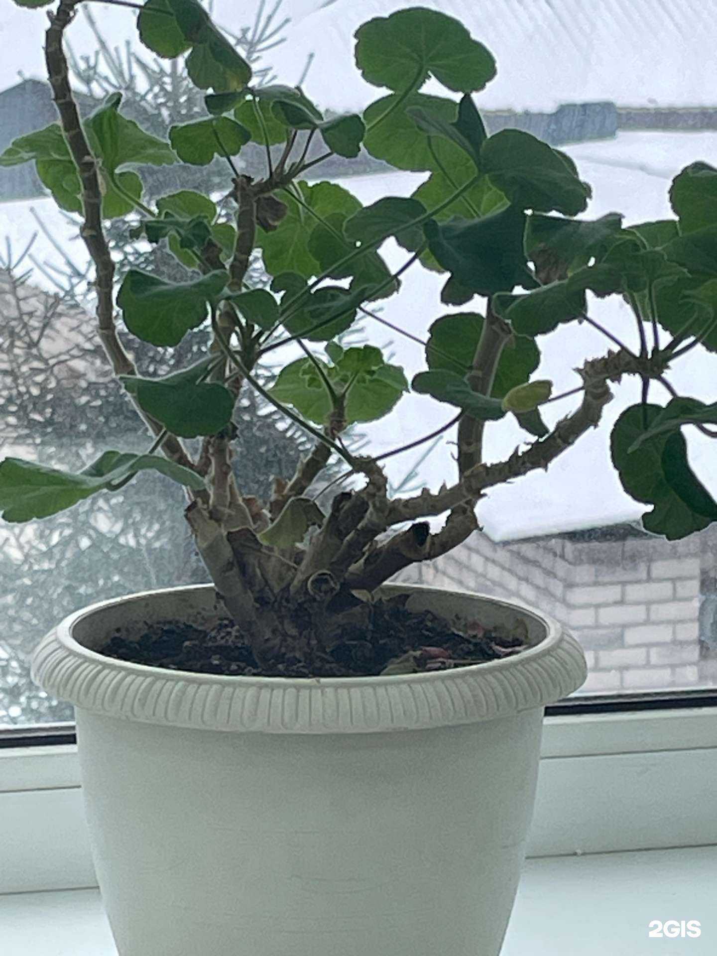 Отзывы на компанию Гимназия №33 в г. Кострома c фото