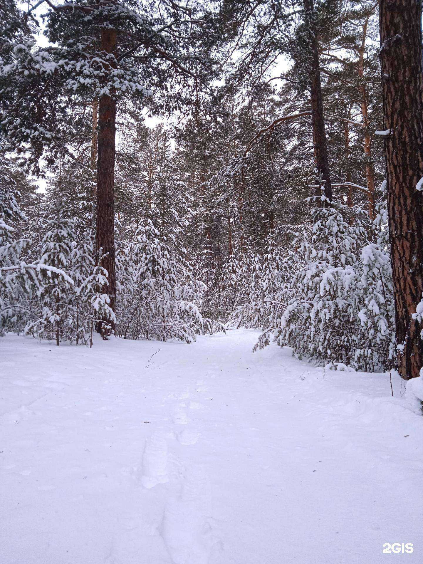 Отзывы на компанию Лыжная база АлтГПУ в Барнауле c фото