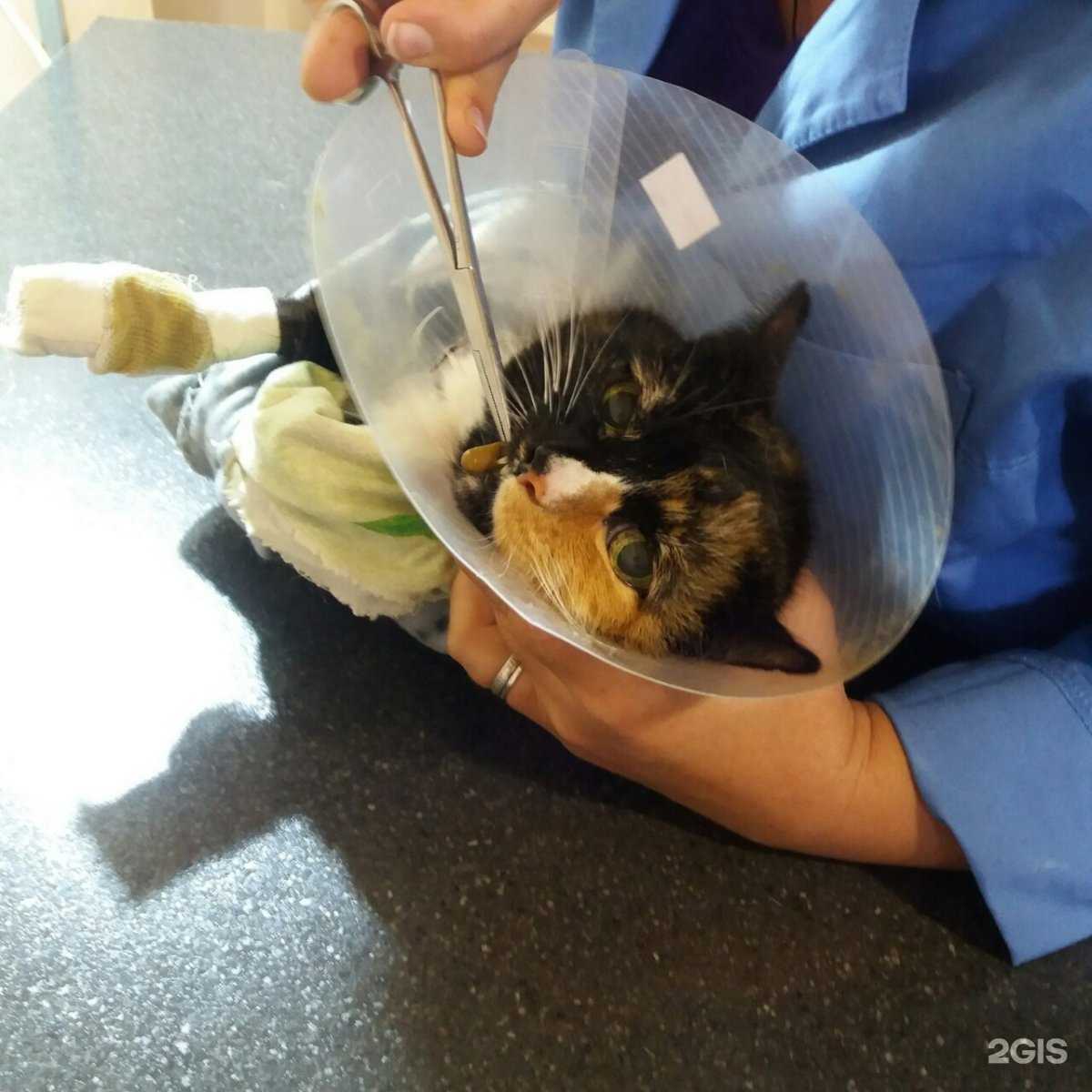 Отзывы на компанию Ветеринарная клиника в Саратове c фото