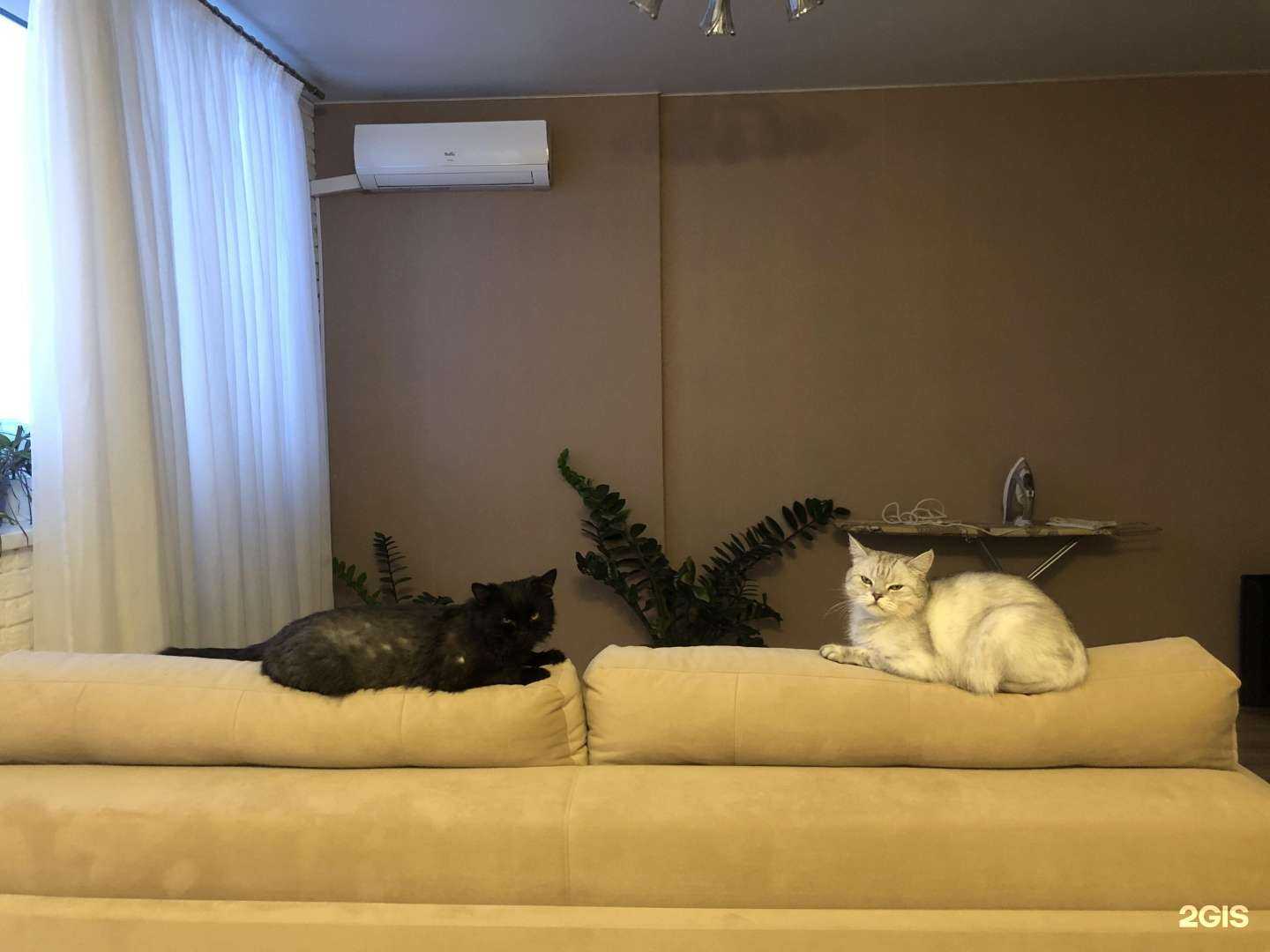 Отзывы на компанию Askona в г. Казань c фото