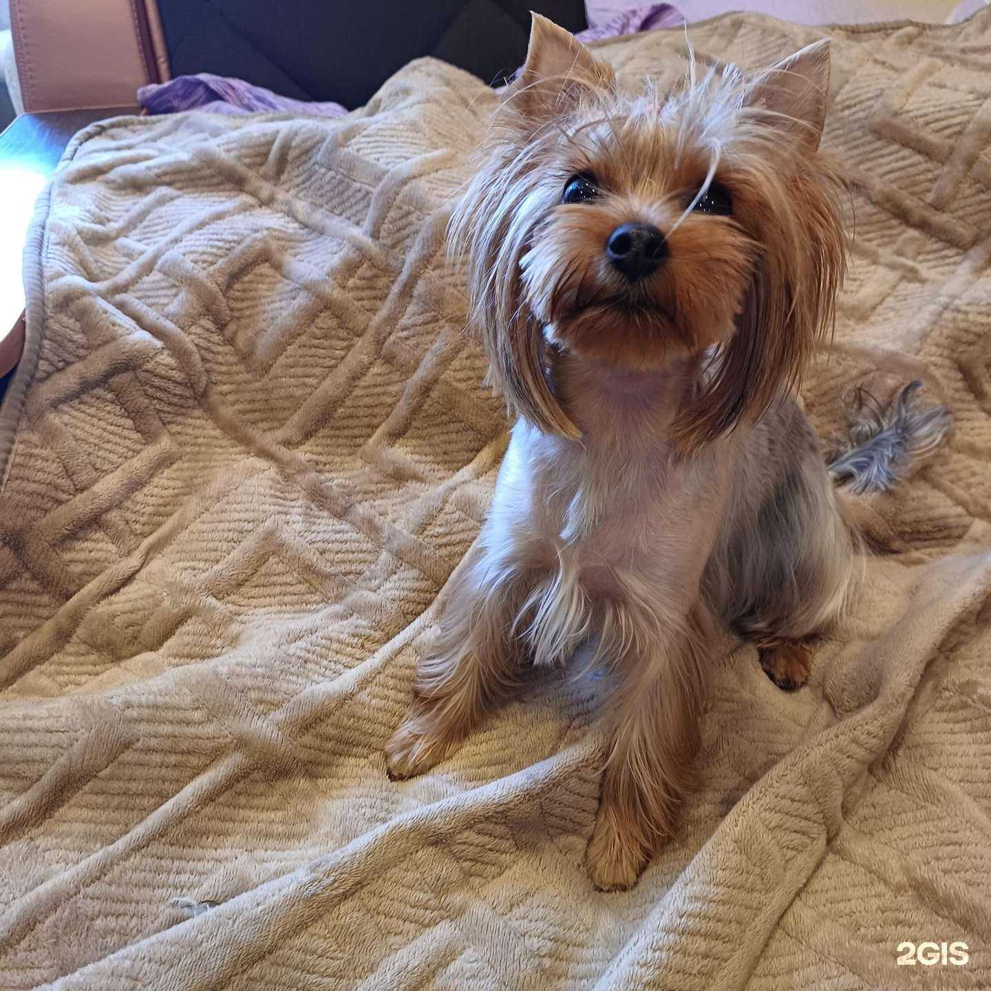 Отзывы на компанию Зоосалон в г. Новосибирск c фото