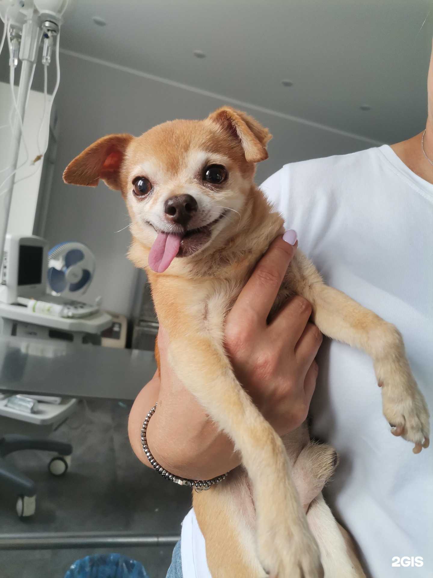 Отзывы на компанию Калининградский центр ветеринарной медицины в г. Калининград c фото