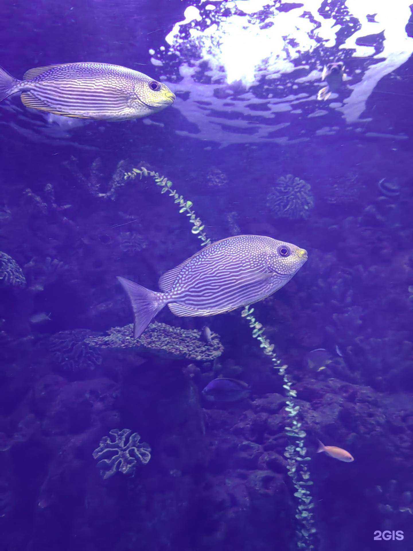 Отзывы на компанию Адлерский дельфинарий в г. Сочи c фото