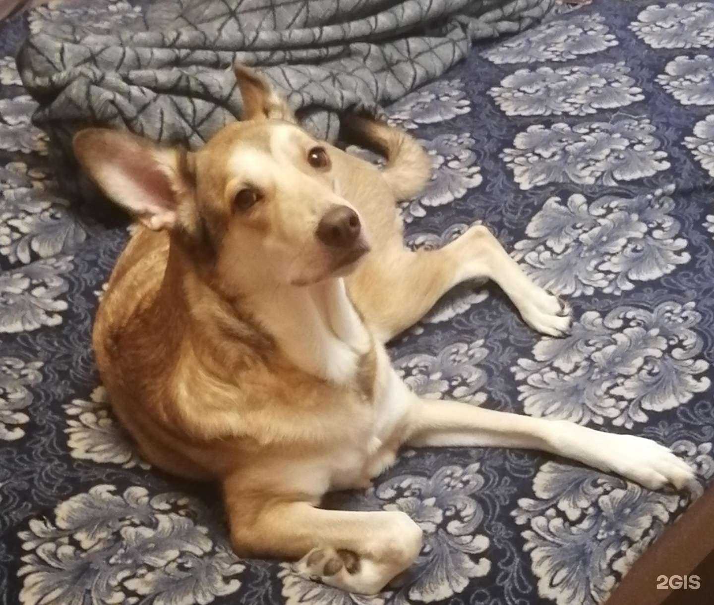 Отзывы на компанию ЗооЭлит в г. Сургут c фото