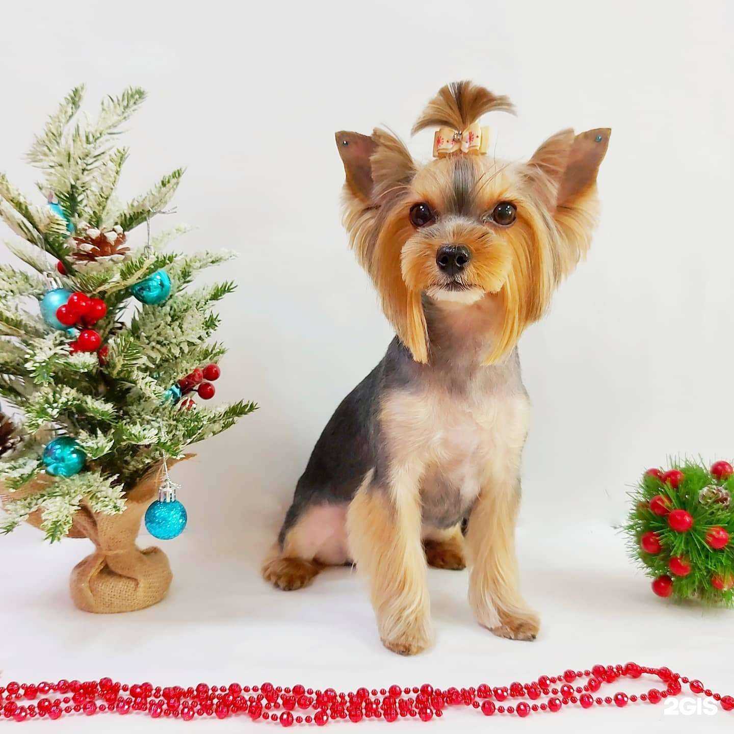 Отзывы на компанию Догкласс в г. Хабаровск c фото