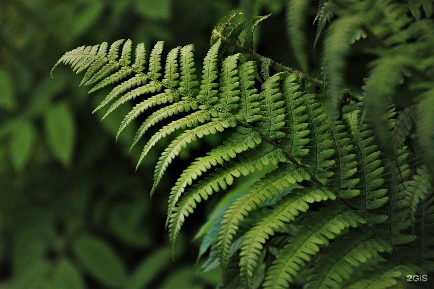 Отзывы на компанию Группа фитодизайна в Новосибирске c фото