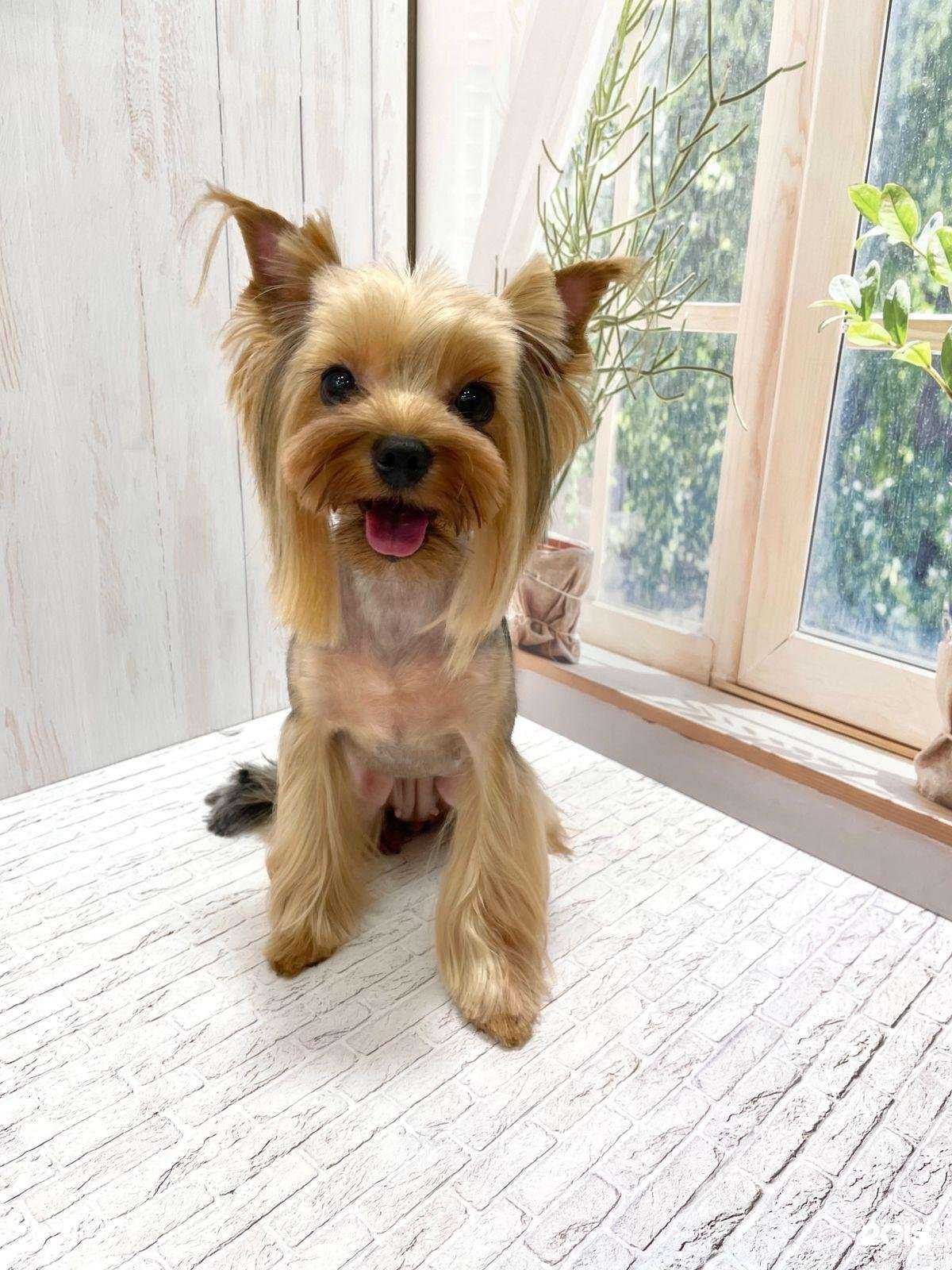 Отзывы на компанию Шерстяные ножницы в Краснодаре c фото